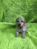 Photo №4. I will sell poodle (dwarf) in the city of Zrenjanin.  - price - negotiated