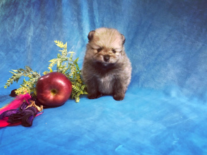 Photo №4. I will sell pomeranian in the city of Москва. breeder - price - 1151$