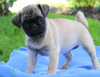 Photo №2 to announcement № 113697 for the sale of pug - buy in Bulgaria breeder