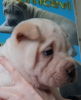 Photo №4. I will sell shar pei in the city of Москва. from nursery - price - negotiated