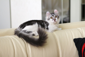 Photo №4. I will sell american curl in the city of Volgograd. from nursery - price - negotiated