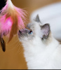 Photo №1. birman - for sale in the city of Munich | 317$ | Announcement № 109761