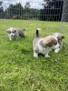 Photo №2 to announcement № 103539 for the sale of welsh corgi - buy in Germany private announcement