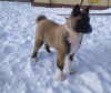 Photo №4. I will sell american akita in the city of Петушки. breeder - price - 506$