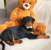 Photo №2 to announcement № 63285 for the sale of rottweiler - buy in Poland private announcement