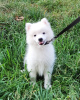 Photo №2 to announcement № 13264 for the sale of japanese spitz - buy in Ukraine from nursery, breeder