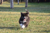 Photo №2 to announcement № 82806 for the sale of akita - buy in Serbia 