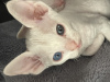 Photo №3. Devon Rex kittens. Germany