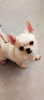 Photo №1. chihuahua - for sale in the city of Vienna | negotiated | Announcement № 53343