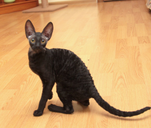 Photo №2 to announcement № 3365 for the sale of cornish rex - buy in Russian Federation from nursery