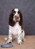 Photo №4. I will sell english springer spaniel in the city of Kiev. from nursery, breeder - price - negotiated