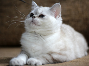 Additional photos: Blue-eyed Scottish kitty