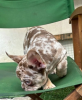 Photo №3. top quality akc Registered French Bulldog puppies. Czech Republic