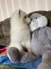 Photo №4. I will sell samoyed dog in the city of Bryansk. from nursery - price - 621$