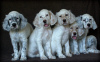 Photo №4. I will sell english setter in the city of Yekaterinburg. breeder - price - negotiated