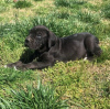 Photo №2 to announcement № 109175 for the sale of cane corso - buy in Germany private announcement