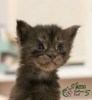 Photo №4. I will sell maine coon in the city of St. Petersburg. private announcement, from nursery, breeder - price - 479$