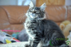 Photo №3. Maine Coon female Forest color. Russian Federation