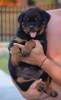 Additional photos: rottweiler