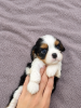 Additional photos: Ideal Cavalier King Charles Spaniel puppies.
