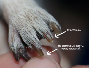 Photo №2. Service of the groomer in Russian Federation. Price - 4$. Announcement № 5207