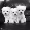 Photo №1. maltese dog - for sale in the city of New Cairo City | 600$ | Announcement № 21501