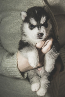 Photo №1. siberian husky - for sale in the city of Minsk | negotiated | Announcement № 3522