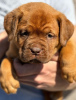 Photo №3. Dog de Bordeaux puppies. Serbia