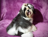Photo №4. I will sell shih tzu in the city of Долинская. breeder - price - negotiated