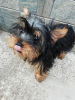 Photo №1. beaver yorkshire terrier, yorkshire terrier - for sale in the city of Vilnius | 475$ | Announcement № 108999