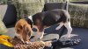 Additional photos: Affordable Beagle home bred puppies!