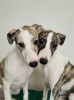 Photo №3. Whippet Puppies. Russian Federation