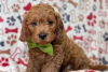 Photo №3. Beautiful Cavapoo Puppies For free adoption. Germany