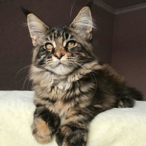 Photo №2 to announcement № 1627 for the sale of maine coon - buy in Russian Federation from nursery