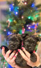 Photo №1. cairn terrier - for sale in the city of Kaunas | 1144$ | Announcement № 33353