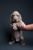 Photo №1. weimaraner - for sale in the city of St. Petersburg | 651$ | Announcement № 111801