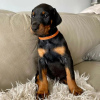 Photo №2 to announcement № 78819 for the sale of dobermann - buy in Hungary private announcement