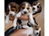 Photo №2 to announcement № 64986 for the sale of beagle - buy in Finland breeder