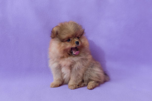 Photo №2 to announcement № 1976 for the sale of pomeranian - buy in Russian Federation private announcement