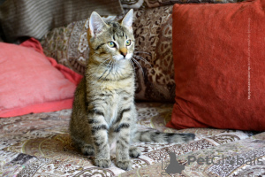 Photo №3. Barbarian kitten. Russian Federation