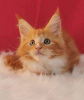 Photo №1. maine coon - for sale in the city of Берлинген | 317$ | Announcement № 118125