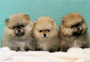 Photo №2 to announcement № 4789 for the sale of pomeranian - buy in Russian Federation from nursery