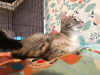 Additional photos: A very miniature affectionate cat is looking for a home