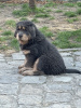 Additional photos: Тибетский мастиф голубо-подпалые собаки