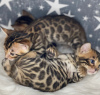 Photo №4. I will sell bengal cat in the city of Daugavpils. from nursery - price - negotiated