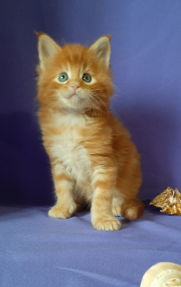 Photo №2 to announcement № 3687 for the sale of maine coon - buy in Russian Federation from nursery