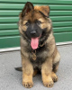 Photo №1. german shepherd - for sale in the city of Berlin | negotiated | Announcement № 83334