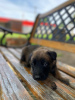 Additional photos: Belgian Shepherd puppies