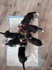 Photo №1. non-pedigree dogs - for sale in the city of West Hollywood | 350$ | Announcement № 100210