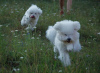 Additional photos: Bichon Frize puppies